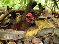 Mushrooms on the leaf (French Guiana)